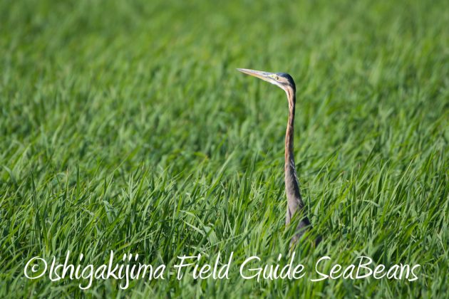 9%e6%9c%8825%e6%97%a5%e7%9f%b3%e5%9e%a3%e5%b3%b6%e3%83%90%e3%83%bc%e3%83%89%e3%82%a6%e3%82%aa%e3%83%83%e3%83%81%e3%83%b3%e3%82%b0%ef%bc%86%e9%87%8e%e9%b3%a5%e8%a6%b3%e5%af%9f%e3%82%ac%e3%82%a4