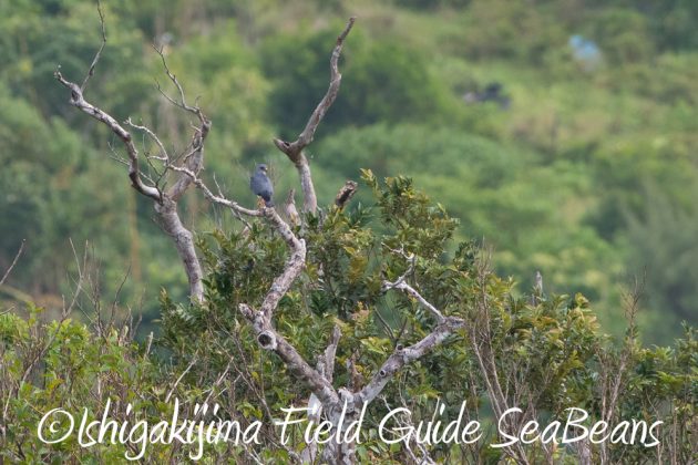 9%e6%9c%8820%e6%97%a5%e7%9f%b3%e5%9e%a3%e5%b3%b6%e3%83%90%e3%83%bc%e3%83%89%e3%82%a6%e3%82%aa%e3%83%83%e3%83%81%e3%83%b3%e3%82%b0%ef%bc%86%e9%87%8e%e9%b3%a5%e6%92%ae%e5%bd%b1%e3%82%ac%e3%82%a4