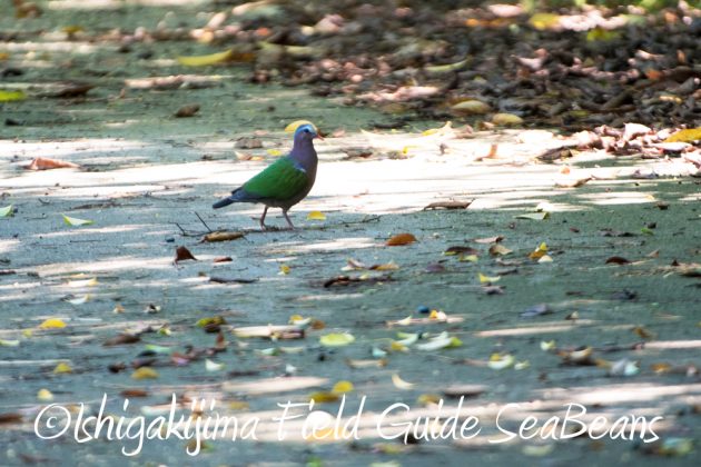 9%e6%9c%8812%e6%97%a5%e7%9f%b3%e5%9e%a3%e5%b3%b6%e3%83%90%e3%83%bc%e3%83%89%e3%82%a6%e3%82%aa%e3%83%83%e3%83%81%e3%83%b3%e3%82%b0%ef%bc%86%e9%87%8e%e9%b3%a5%e6%92%ae%e5%bd%b1%e3%82%ac%e3%82%a4