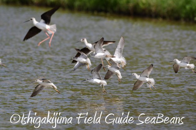 9%e6%9c%8823%e6%97%a5%e7%9f%b3%e5%9e%a3%e5%b3%b6%e3%83%90%e3%83%bc%e3%83%89%e3%82%a6%e3%82%aa%e3%83%83%e3%83%81%e3%83%b3%e3%82%b0%ef%bc%86%e9%87%8e%e9%b3%a5%e6%92%ae%e5%bd%b1%e3%82%ac%e3%82%a4