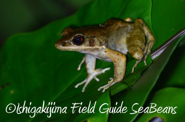 9%e6%9c%8812%e6%97%a5%e7%9f%b3%e5%9e%a3%e5%b3%b6%e3%83%8a%e3%82%a4%e3%83%88%e3%83%84%e3%82%a2%e3%83%bc13