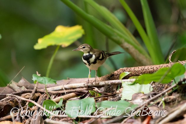 9%e6%9c%8828%e6%97%a5%e7%9f%b3%e5%9e%a3%e5%b3%b6%e3%83%90%e3%83%bc%e3%83%89%e3%82%a6%e3%82%aa%e3%83%83%e3%83%81%e3%83%b3%e3%82%b0%ef%bc%86%e9%87%8e%e9%b3%a5%e8%a6%b3%e5%af%9f%e3%82%ac%e3%82%a4