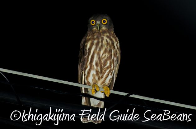 10%e6%9c%888%e6%97%a5%e7%9f%b3%e5%9e%a3%e5%b3%b6%e3%83%8a%e3%82%a4%e3%83%88%e3%83%84%e3%82%a2%e3%83%bc2