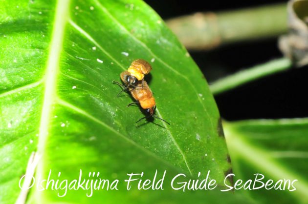 10%e6%9c%881%e6%97%a5%e7%9f%b3%e5%9e%a3%e5%b3%b6%e3%83%8a%e3%82%a4%e3%83%88%e3%83%84%e3%82%a2%e3%83%bc3