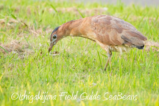 10%e6%9c%8825%e6%97%a5%e7%9f%b3%e5%9e%a3%e5%b3%b6%e3%83%90%e3%83%bc%e3%83%89%e3%82%a6%e3%82%aa%e3%83%83%e3%83%81%e3%83%b3%e3%82%b0%ef%bc%86%e9%87%8e%e9%b3%a5%e6%92%ae%e5%bd%b110