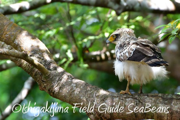 10%e6%9c%8823%e6%97%a5%e7%9f%b3%e5%9e%a3%e5%b3%b6%e3%83%90%e3%83%bc%e3%83%89%e3%82%a6%e3%82%aa%e3%83%83%e3%83%81%e3%83%b3%e3%82%b0%ef%bc%86%e9%87%8e%e9%b3%a5%e6%92%ae%e5%bd%b1%e3%82%ac%e3%82%a4