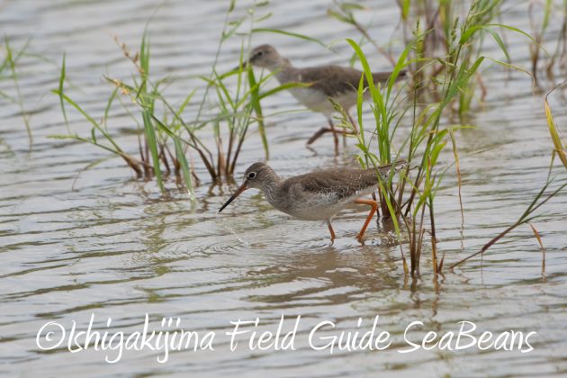 10%e6%9c%886%e6%97%a5%e7%9f%b3%e5%9e%a3%e5%b3%b6%e3%83%90%e3%83%bc%e3%83%89%e3%82%a6%e3%82%aa%e3%83%83%e3%83%81%e3%83%b3%e3%82%b0%ef%bc%86%e9%87%8e%e9%b3%a5%e6%92%ae%e5%bd%b1%e3%82%ac%e3%82%a4