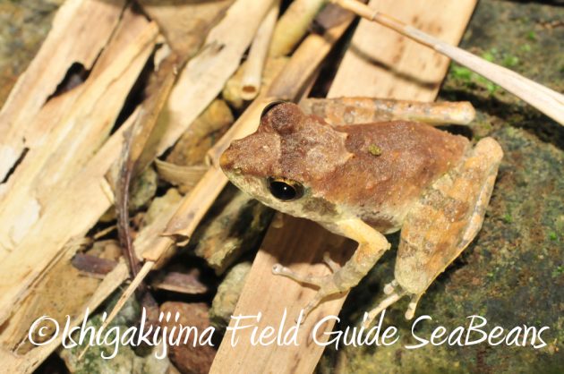 10%e6%9c%8822%e6%97%a5%e7%9f%b3%e5%9e%a3%e5%b3%b6%e3%83%8a%e3%82%a4%e3%83%88%e3%83%84%e3%82%a2%e3%83%bc5