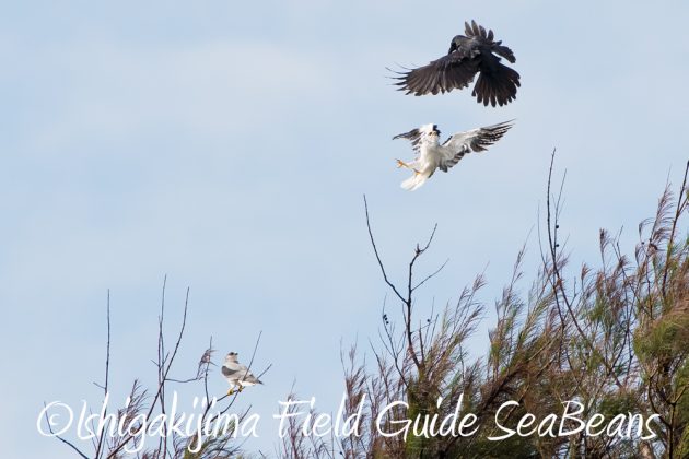 10%e6%9c%887%e6%97%a5%e7%9f%b3%e5%9e%a3%e5%b3%b6%e3%83%90%e3%83%bc%e3%83%89%e3%82%a6%e3%82%aa%e3%83%83%e3%83%81%e3%83%b3%e3%82%b0%ef%bc%86%e9%87%8e%e9%b3%a5%e6%92%ae%e5%bd%b1%e3%82%ac%e3%82%a4