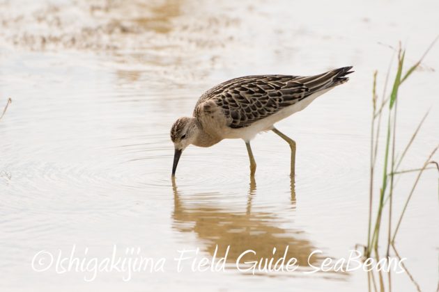 10%e6%9c%889%e6%97%a5%e7%9f%b3%e5%9e%a3%e5%b3%b6%e3%83%90%e3%83%bc%e3%83%89%e3%82%a6%e3%82%aa%e3%83%83%e3%83%81%e3%83%b3%e3%82%b0%ef%bc%86%e9%87%8e%e9%b3%a5%e8%a6%b3%e5%af%9f%e3%82%ac%e3%82%a4