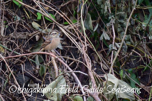 10-28%e5%ba%83%e5%b3%b6%e7%9c%8c%e3%83%90%e3%83%bc%e3%83%89%e3%82%a6%e3%82%aa%e3%83%83%e3%83%81%e3%83%b3%e3%82%b0%ef%bc%86%e9%87%8e%e9%b3%a5%e8%a6%b3%e5%af%9f4