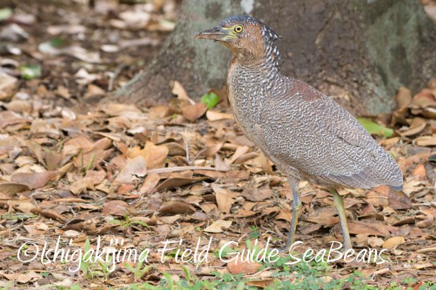 10%e6%9c%8817%e6%97%a5%e3%83%90%e3%83%bc%e3%83%89%e3%82%a6%e3%82%aa%e3%83%83%e3%83%81%e3%83%b3%e3%82%b0%ef%bc%86%e9%87%8e%e9%b3%a5%e6%92%ae%e5%bd%b1%e3%82%ac%e3%82%a4%e3%83%8912