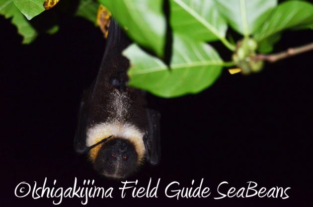 10%e6%9c%881%e6%97%a5%e7%9f%b3%e5%9e%a3%e5%b3%b6%e3%83%8a%e3%82%a4%e3%83%88%e3%83%84%e3%82%a2%e3%83%bc4