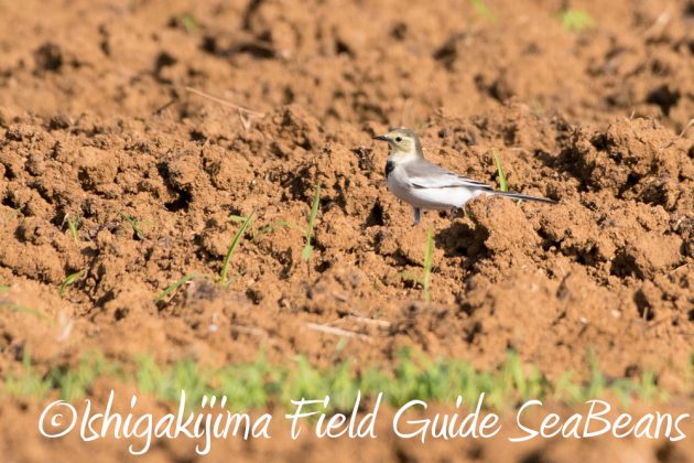 10%e6%9c%8821%e6%97%a5%e7%9f%b3%e5%9e%a3%e5%b3%b6%e3%83%90%e3%83%bc%e3%83%89%e3%82%a6%e3%82%aa%e3%83%83%e3%83%81%e3%83%b3%e3%82%b0%ef%bc%86%e9%87%8e%e9%b3%a5%e6%92%ae%e5%bd%b1%e3%82%ac%e3%82%a4