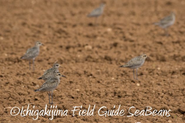 10%e6%9c%888%e6%97%a5%e7%9f%b3%e5%9e%a3%e5%b3%b6%e3%83%90%e3%83%bc%e3%83%89%e3%82%a6%e3%82%aa%e3%83%83%e3%83%81%e3%83%b3%e3%82%b0%ef%bc%86%e9%87%8e%e9%b3%a5%e6%92%ae%e5%bd%b1%e3%82%ac%e3%82%a4