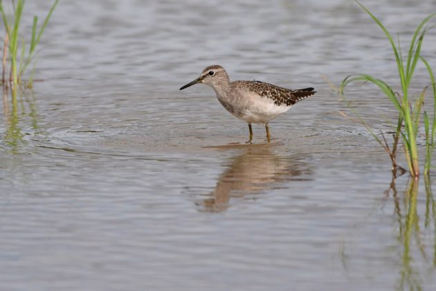 10%e6%9c%8811%e6%97%a5%e7%9f%b3%e5%9e%a3%e5%b3%b6%e3%83%90%e3%83%bc%e3%83%89%e3%82%a6%e3%82%aa%e3%83%83%e3%83%81%e3%83%b3%e3%82%b0%e3%82%ac%e3%82%a4%e3%83%897