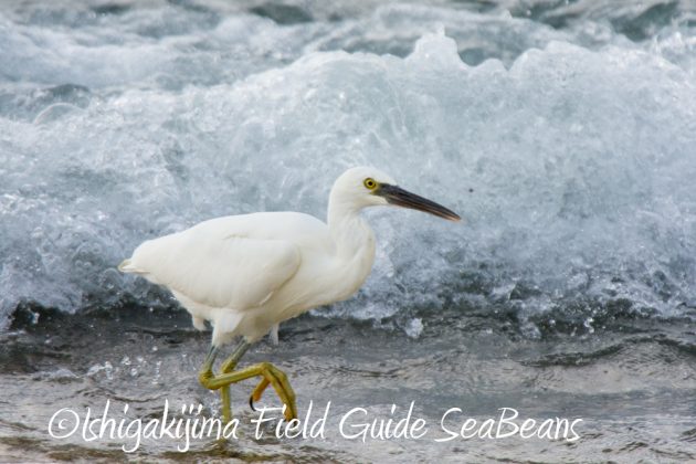 10%e6%9c%8820%e6%97%a5%e9%b3%a5%e7%8d%a3%e4%bf%9d%e8%ad%b7%e5%8c%ba%e5%9f%9f%e5%b7%a1%e5%9b%9e%e8%aa%bf%e6%9f%bb5