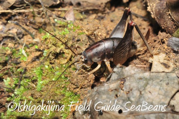 10%e6%9c%8822%e6%97%a5%e7%9f%b3%e5%9e%a3%e5%b3%b6%e3%83%8a%e3%82%a4%e3%83%88%e3%83%84%e3%82%a2%e3%83%bc10