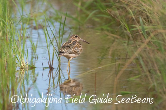 10%e6%9c%8811%e6%97%a5%e7%9f%b3%e5%9e%a3%e5%b3%b6%e3%83%90%e3%83%bc%e3%83%89%e3%82%a6%e3%82%aa%e3%83%83%e3%83%81%e3%83%b3%e3%82%b0%e3%82%ac%e3%82%a4%e3%83%895