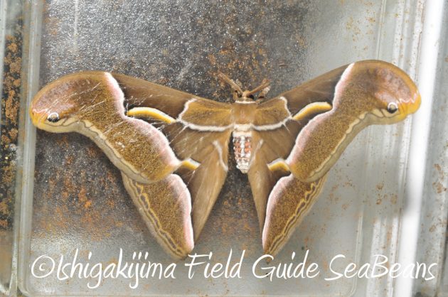 10%e6%9c%8820%e6%97%a5%e3%83%8a%e3%82%a4%e3%83%88%e3%83%84%e3%82%a2%e3%83%bc%e7%9f%b3%e5%9e%a3%e5%b3%b69