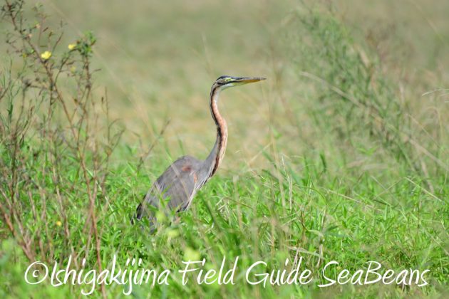 10%e6%9c%8813%e6%97%a5%e7%9f%b3%e5%9e%a3%e5%b3%b6%e3%83%90%e3%83%bc%e3%83%89%e3%82%a6%e3%82%aa%e3%83%83%e3%83%81%e3%83%b3%e3%82%b0%e3%82%ac%e3%82%a4%e3%83%897