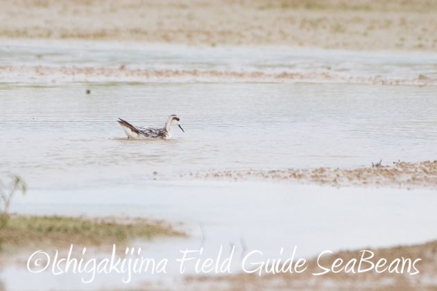 10%e6%9c%887%e6%97%a5%e7%9f%b3%e5%9e%a3%e5%b3%b6%e3%83%90%e3%83%bc%e3%83%89%e3%82%a6%e3%82%aa%e3%83%83%e3%83%81%e3%83%b3%e3%82%b0%ef%bc%86%e9%87%8e%e9%b3%a5%e6%92%ae%e5%bd%b1%e3%82%ac%e3%82%a4