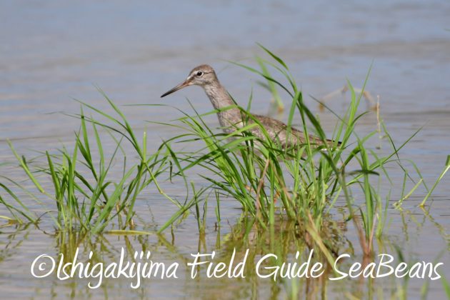 10%e6%9c%8811%e6%97%a5%e7%9f%b3%e5%9e%a3%e5%b3%b6%e3%83%90%e3%83%bc%e3%83%89%e3%82%a6%e3%82%aa%e3%83%83%e3%83%81%e3%83%b3%e3%82%b0%e3%82%ac%e3%82%a4%e3%83%899