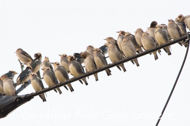 10%e6%9c%8811%e6%97%a5%e7%9f%b3%e5%9e%a3%e5%b3%b6%e3%83%90%e3%83%bc%e3%83%89%e3%82%a6%e3%82%aa%e3%83%83%e3%83%81%e3%83%b3%e3%82%b0%e3%82%ac%e3%82%a4%e3%83%8919