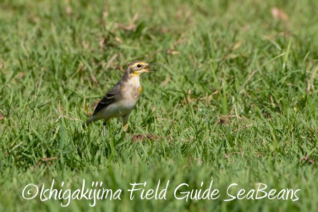 10%e6%9c%8823%e6%97%a5%e7%9f%b3%e5%9e%a3%e5%b3%b6%e3%83%90%e3%83%bc%e3%83%89%e3%82%a6%e3%82%aa%e3%83%83%e3%83%81%e3%83%b3%e3%82%b0%ef%bc%86%e9%87%8e%e9%b3%a5%e6%92%ae%e5%bd%b1%e3%82%ac%e3%82%a4