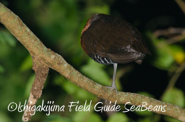 10%e6%9c%8822%e6%97%a5%e7%9f%b3%e5%9e%a3%e5%b3%b6%e3%83%8a%e3%82%a4%e3%83%88%e3%83%84%e3%82%a2%e3%83%bc3