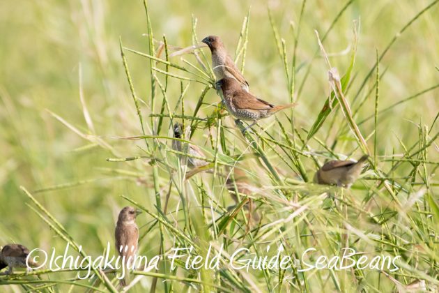 10%e6%9c%8812%e6%97%a5%e7%9f%b3%e5%9e%a3%e5%b3%b6%e3%83%90%e3%83%bc%e3%83%89%e3%82%a6%e3%82%aa%e3%83%83%e3%83%81%e3%83%b3%e3%82%b0%e3%82%ac%e3%82%a4%e3%83%892