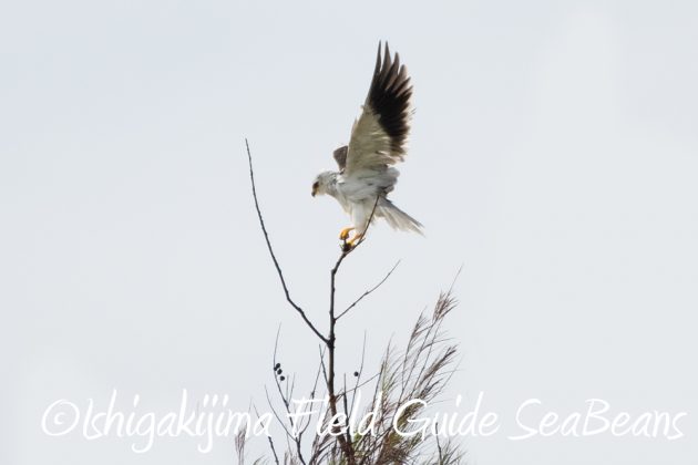 10%e6%9c%886%e6%97%a5%e7%9f%b3%e5%9e%a3%e5%b3%b6%e3%83%90%e3%83%bc%e3%83%89%e3%82%a6%e3%82%aa%e3%83%83%e3%83%81%e3%83%b3%e3%82%b0%ef%bc%86%e9%87%8e%e9%b3%a5%e6%92%ae%e5%bd%b1%e3%82%ac%e3%82%a4