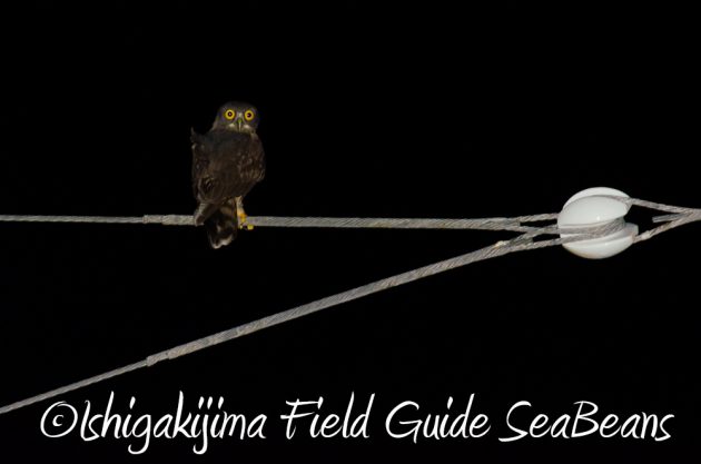 10%e6%9c%886%e6%97%a5%e7%9f%b3%e5%9e%a3%e5%b3%b6%e3%83%8a%e3%82%a4%e3%83%88%e3%83%84%e3%82%a2%e3%83%bc16