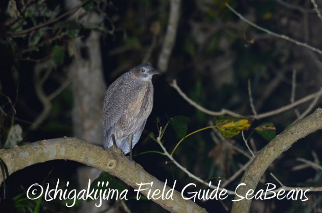 10%e6%9c%881%e6%97%a5%e7%9f%b3%e5%9e%a3%e5%b3%b6%e3%83%8a%e3%82%a4%e3%83%88%e3%83%84%e3%82%a2%e3%83%bc6