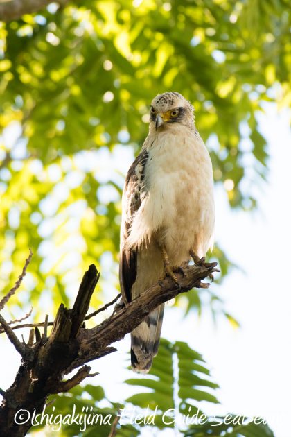 10%e6%9c%8812%e6%97%a5%e7%9f%b3%e5%9e%a3%e5%b3%b6%e3%83%90%e3%83%bc%e3%83%89%e3%82%a6%e3%82%aa%e3%83%83%e3%83%81%e3%83%b3%e3%82%b0%e3%82%ac%e3%82%a4%e3%83%89111