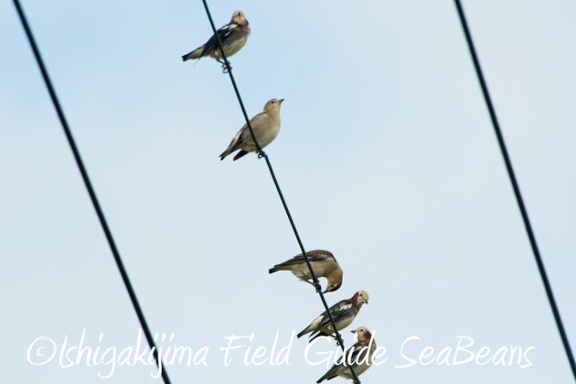 10%e6%9c%8817%e6%97%a5%e7%9f%b3%e5%9e%a3%e5%b3%b6%e3%83%90%e3%83%bc%e3%83%89%e3%82%a6%e3%82%aa%e3%83%83%e3%83%81%e3%83%b3%e3%82%b0%e3%82%ac%e3%82%a4%e3%83%8918