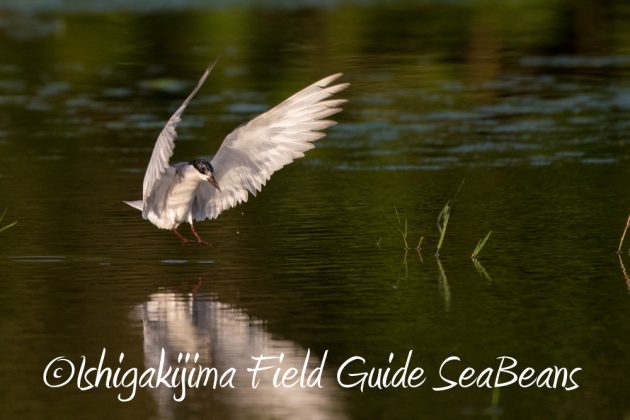 10%e6%9c%8816%e6%97%a5%e7%9f%b3%e5%9e%a3%e5%b3%b6%e9%87%8e%e9%b3%a5%e6%92%ae%e5%bd%b1%e3%82%ac%e3%82%a4%e3%83%8924