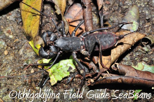 10%e6%9c%882%e6%97%a5%e7%9f%b3%e5%9e%a3%e5%b3%b6%e3%83%8a%e3%82%a4%e3%83%88%e3%83%84%e3%82%a2%e3%83%bc4