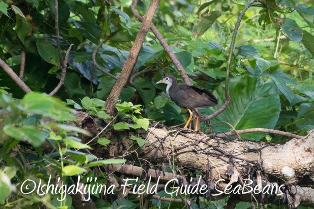 10%e6%9c%8815%e6%97%a5%e7%9f%b3%e5%9e%a3%e5%b3%b6%e3%83%90%e3%83%bc%e3%83%89%e3%82%a6%e3%82%aa%e3%83%83%e3%83%81%e3%83%b3%e3%82%b0%ef%bc%86%e9%87%8e%e9%b3%a5%e6%92%ae%e5%bd%b1%e3%82%ac%e3%82%a4