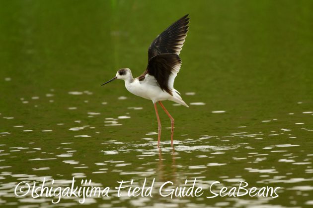 10%e6%9c%8817%e6%97%a5%e7%9f%b3%e5%9e%a3%e5%b3%b6%e3%83%90%e3%83%bc%e3%83%89%e3%82%a6%e3%82%aa%e3%83%83%e3%83%81%e3%83%b3%e3%82%b0%e3%82%ac%e3%82%a4%e3%83%8911