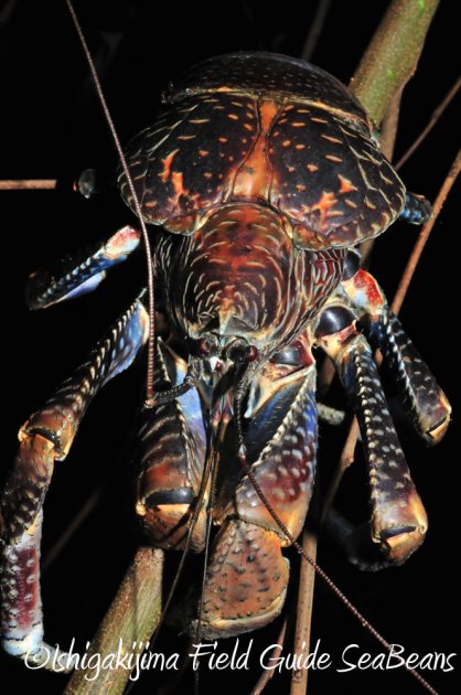 10%e6%9c%886%e6%97%a5%e7%9f%b3%e5%9e%a3%e5%b3%b6%e3%83%8a%e3%82%a4%e3%83%88%e3%83%84%e3%82%a2%e3%83%bc6