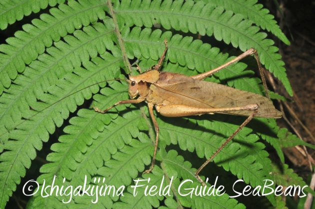 10%e6%9c%881%e6%97%a5%e7%9f%b3%e5%9e%a3%e5%b3%b6%e3%83%8a%e3%82%a4%e3%83%88%e3%83%84%e3%82%a2%e3%83%bc18