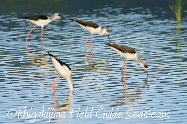 10%e6%9c%8825%e6%97%a5%e7%9f%b3%e5%9e%a3%e5%b3%b6%e3%83%90%e3%83%bc%e3%83%89%e3%82%a6%e3%82%aa%e3%83%83%e3%83%81%e3%83%b3%e3%82%b0%ef%bc%86%e9%87%8e%e9%b3%a5%e6%92%ae%e5%bd%b112