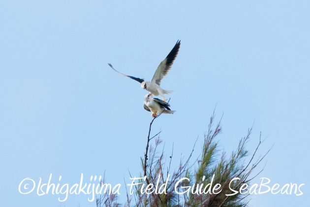 10%e6%9c%8819%e6%97%a5%e3%83%90%e3%83%bc%e3%83%89%e3%82%a6%e3%82%aa%e3%83%83%e3%83%81%e3%83%b3%e3%82%b0%ef%bc%86%e9%87%8e%e9%b3%a5%e6%92%ae%e5%bd%b1%e3%82%ac%e3%82%a4%e3%83%89111111