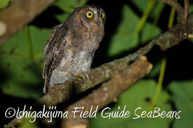 10%e6%9c%885%e6%97%a5%e7%9f%b3%e5%9e%a3%e5%b3%b6%e3%83%8a%e3%82%a4%e3%83%88%e3%83%84%e3%82%a2%e3%83%bc2