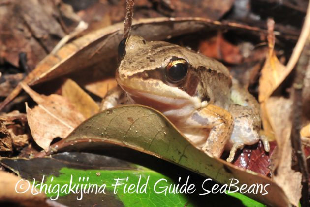 10%e6%9c%888%e6%97%a5%e7%9f%b3%e5%9e%a3%e5%b3%b6%e3%83%8a%e3%82%a4%e3%83%88%e3%83%84%e3%82%a2%e3%83%bc3