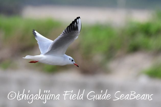 10%e6%9c%8813%e6%97%a5%e7%9f%b3%e5%9e%a3%e5%b3%b6%e3%83%90%e3%83%bc%e3%83%89%e3%82%a6%e3%82%aa%e3%83%83%e3%83%81%e3%83%b3%e3%82%b0%e3%82%ac%e3%82%a4%e3%83%898