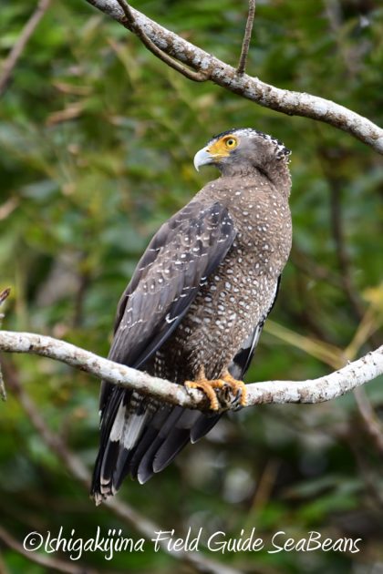 10%e6%9c%886%e6%97%a5%e7%9f%b3%e5%9e%a3%e5%b3%b6%e3%83%90%e3%83%bc%e3%83%89%e3%82%a6%e3%82%aa%e3%83%83%e3%83%81%e3%83%b3%e3%82%b0%ef%bc%86%e9%87%8e%e9%b3%a5%e6%92%ae%e5%bd%b1%e3%82%ac%e3%82%a4