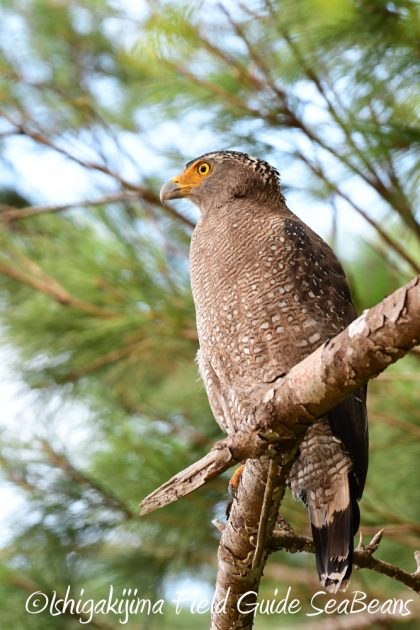 10-2%e7%9f%b3%e5%9e%a3%e5%b3%b6%e3%83%90%e3%83%bc%e3%83%89%e3%82%a6%e3%82%aa%e3%83%83%e3%83%81%e3%83%b3%e3%82%b0%ef%bc%86%e9%87%8e%e9%b3%a5%e6%92%ae%e5%bd%b1%e3%82%ac%e3%82%a4%e3%83%8911