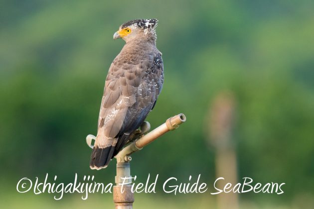 10%e6%9c%8825%e6%97%a5%e7%9f%b3%e5%9e%a3%e5%b3%b6%e3%83%90%e3%83%bc%e3%83%89%e3%82%a6%e3%82%aa%e3%83%83%e3%83%81%e3%83%b3%e3%82%b0%ef%bc%86%e9%87%8e%e9%b3%a5%e6%92%ae%e5%bd%b117